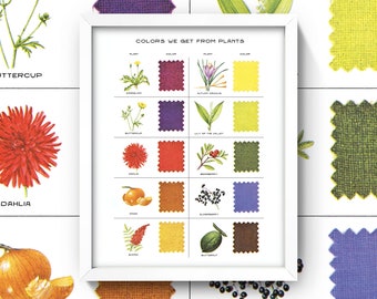 Vintage Plant Dye Color Chart • 8x10 Print / Wall Art • High Quality Giclée Print