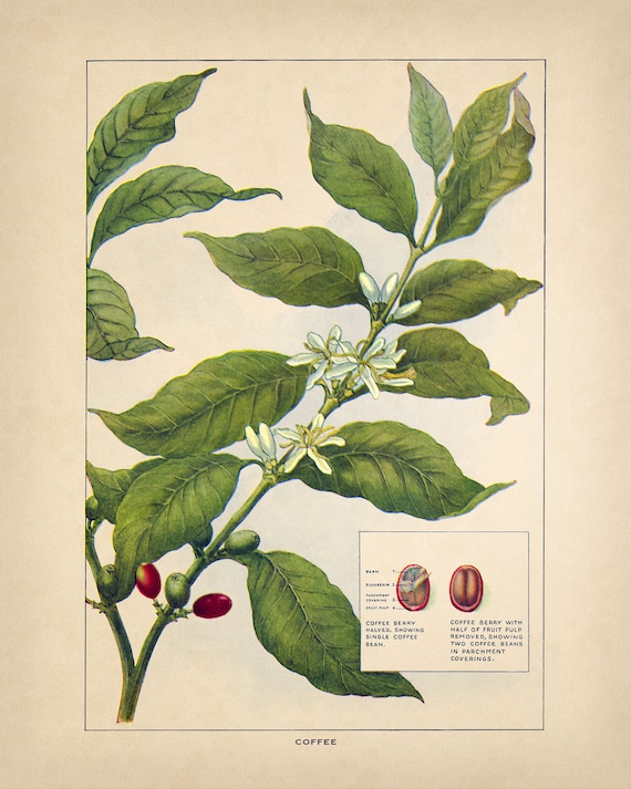 groundnut plant Groundnut Plant (Apios americana)