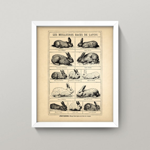 rabbitページ French Rabbits Print 