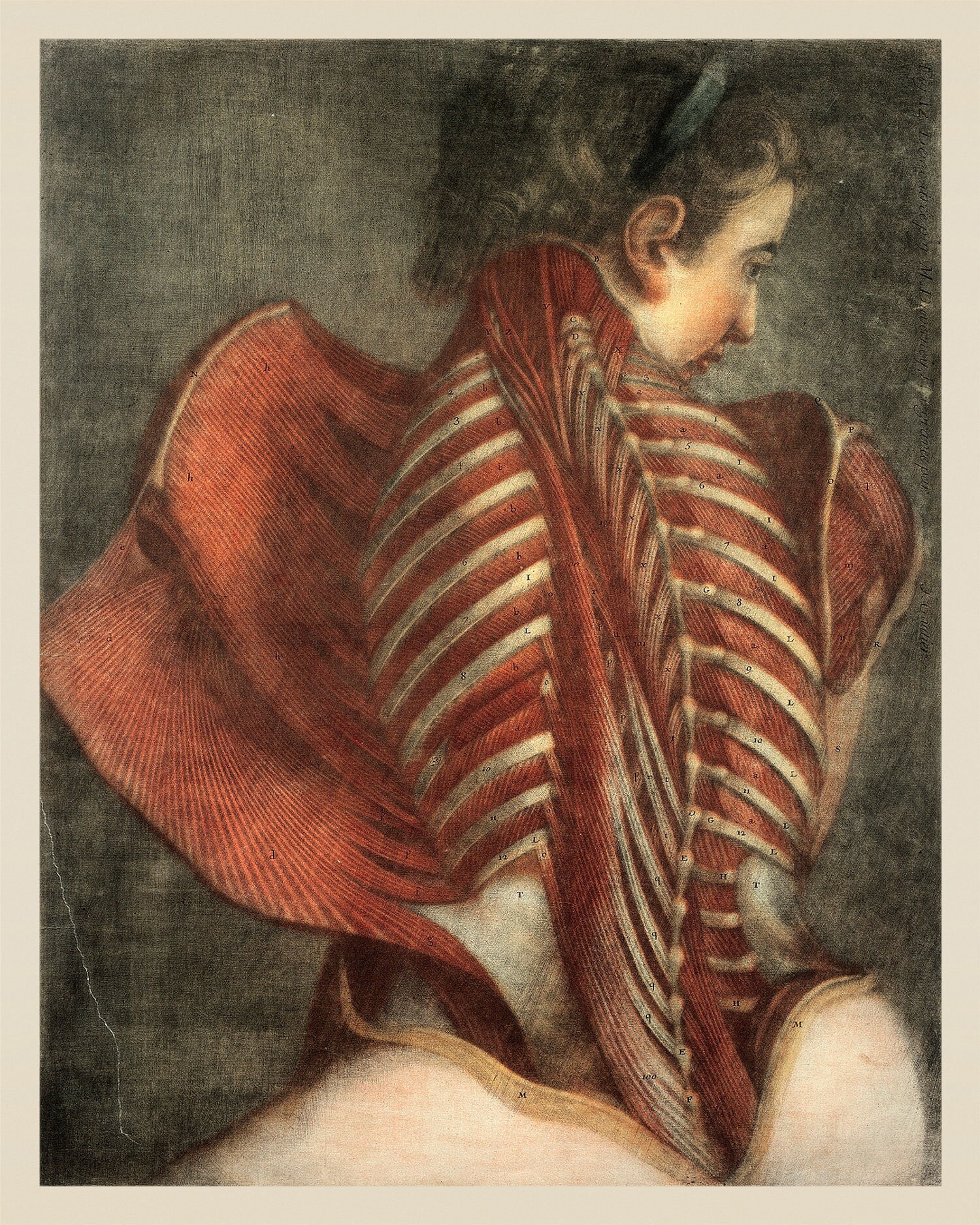 Seine und ihre Kadaver antike Anatomie Wandkunst Set von 2 | Etsy