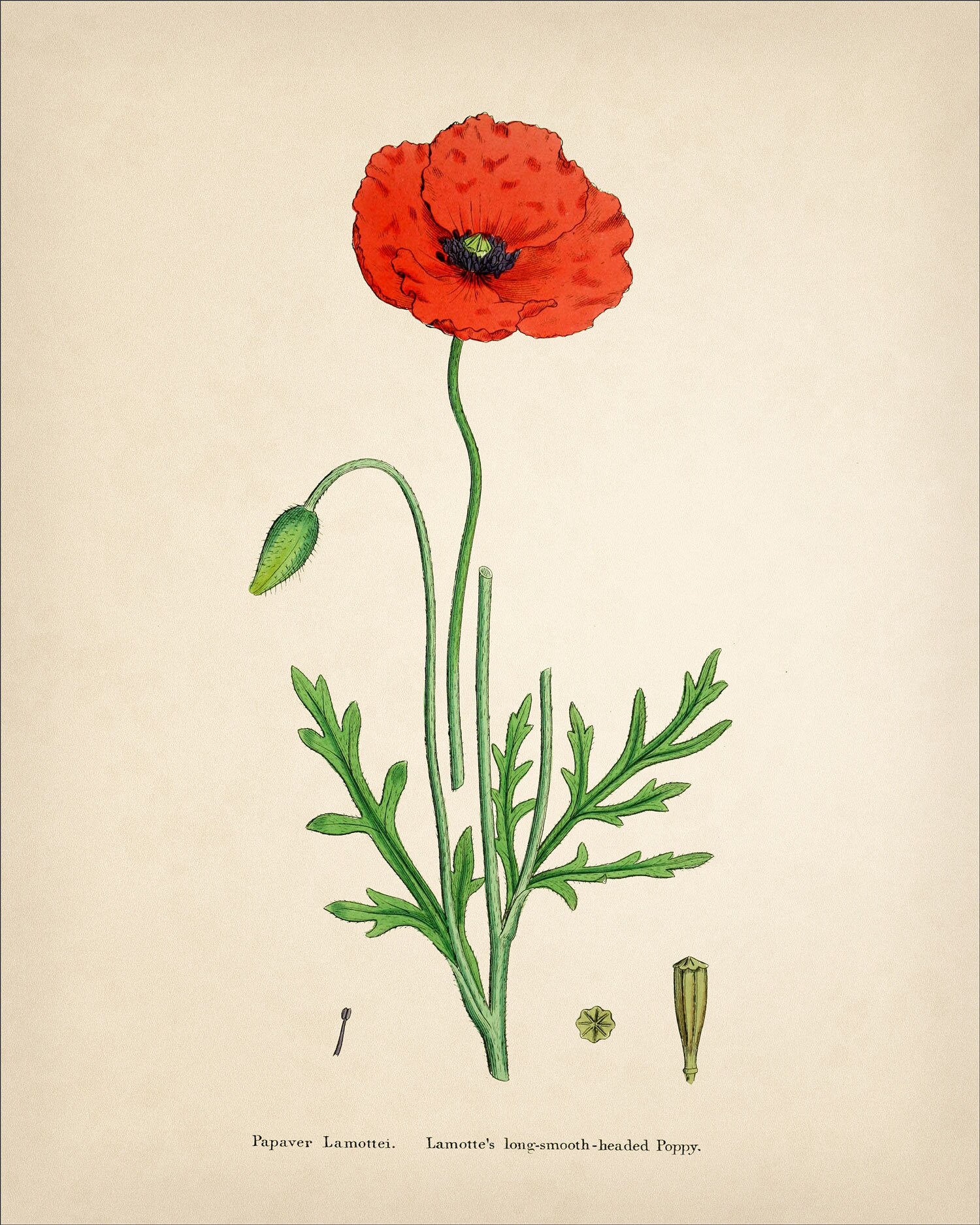 Poppy Print • Vintage Poppy Flower Botanical Art • 4 Sizes