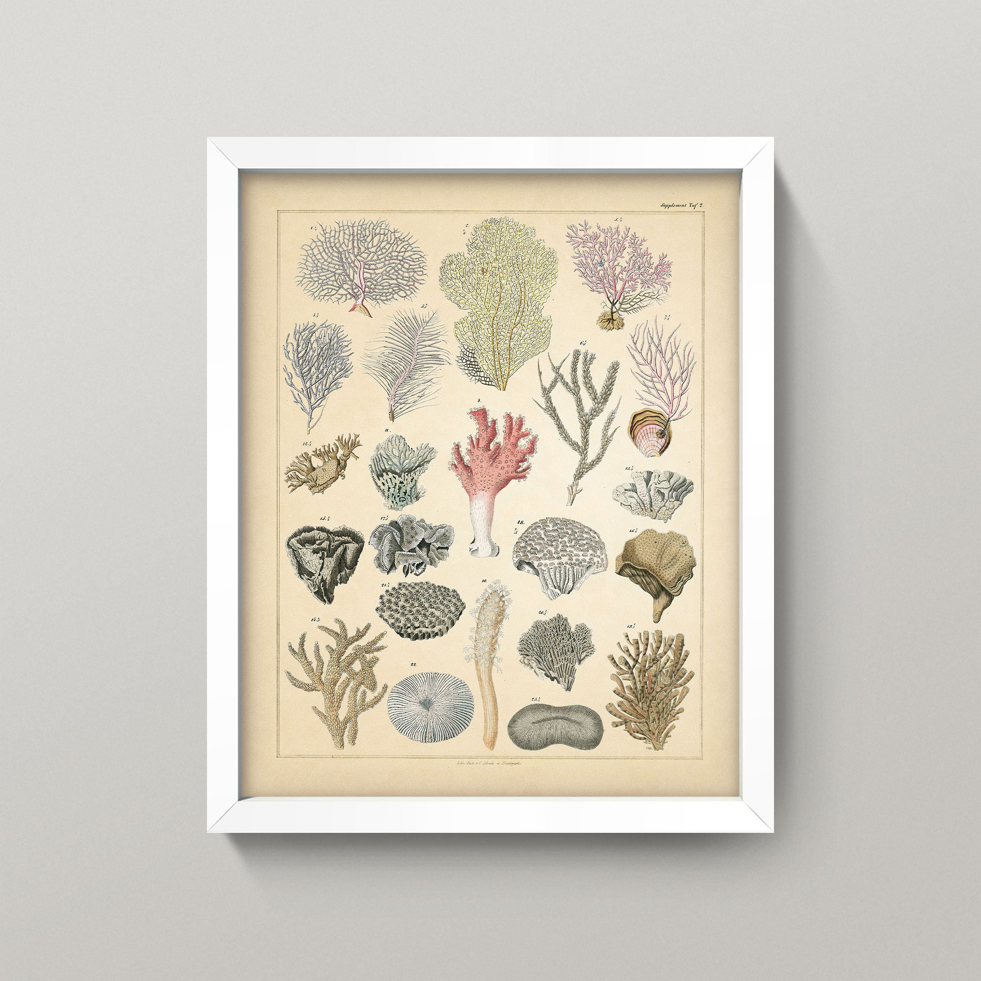 Coral Print • Antique Coral Botanical Wall Art • 4 Sizes
