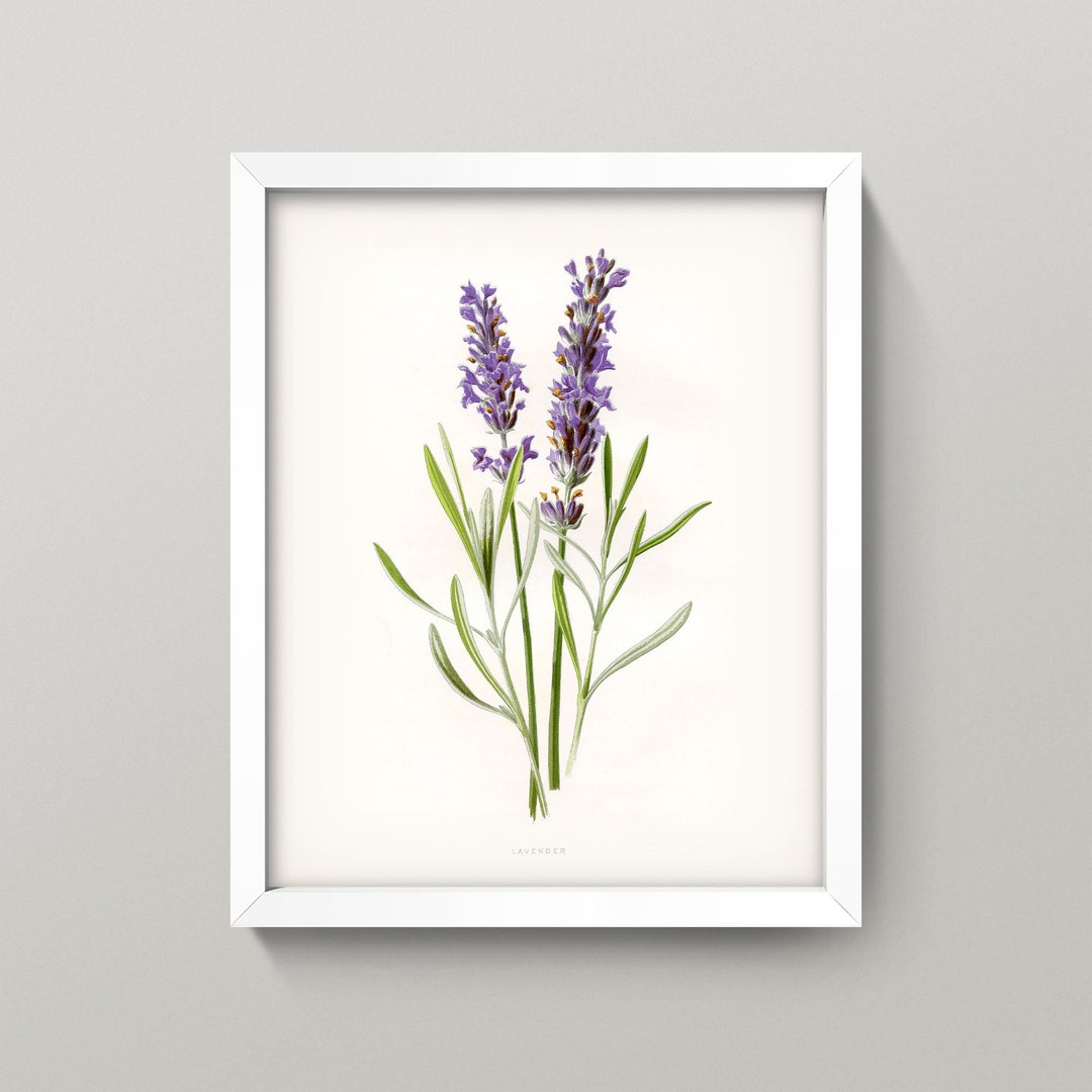Lavender Print Vintage Lavender Art 4 Sizes Antique Bathroom Art
