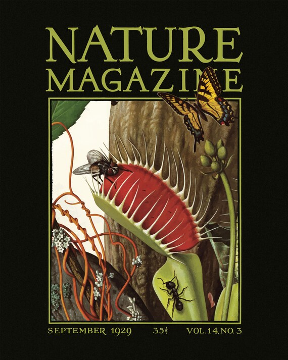 Venus Flytrap Print • Vintage Venus Flytrap Poster • 4 Sizes! 8X10