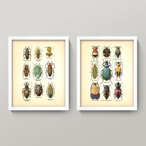 Beetles Diptych • Vintage Insect Charts • Individually or Buy as a Set of 2 • 4 Sizes! Antique Beetles • Entomology Natural Science Diagrams