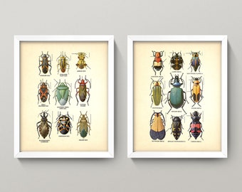 Beetles Diptych • Vintage Insect Charts • Individually or Buy as a Set of 2 • 4 Sizes! Antique Beetles • Entomology Natural Science Diagrams