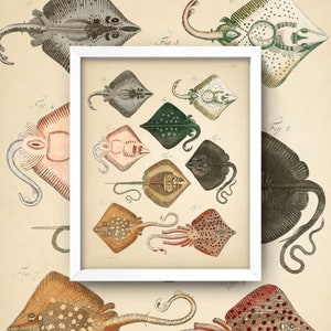 May include: A vintage illustration of nine different types of stingrays. The illustration is in black and white with shades of brown, green, and red. The stingrays are labeled with numbers and the text "Fig. 3" is visible in the top right corner.
