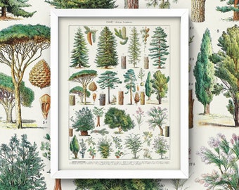 Antique Tree Chart • Vintage Tree Print • 4 Sizes! • French Tree Diagram • Botany Botanical Print Wall Art Natural Science