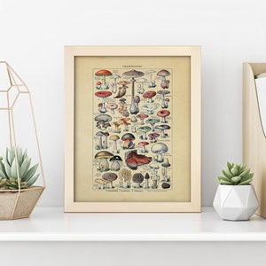 Op de afbeelding: Vintage botanische illustratie van verschillende paddenstoelen, met hun Latijnse en Nederlandse namen, in een ingelijste print. De print is getiteld "CHAMPIGNONS" en toont een verscheidenheid aan paddenstoelen in verschillende kleuren en vormen.