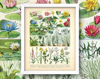 Lámina de plantas acuáticas • ¡4 tamaños! • Carta francesa antigua • Plantes D’Eau • Nenúfares Botánicos • Plantas acuáticas Hidrófitas Macrófitas