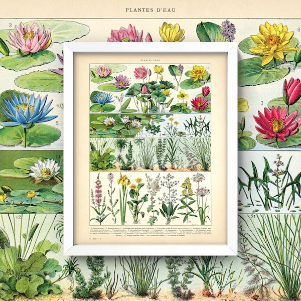 Aquatic Plants Print • 4 Sizes! • Antique French Chart • Plantes D’Eau • Water-Lilies Botanical • Water Plants Hydrophytes Macrophytes