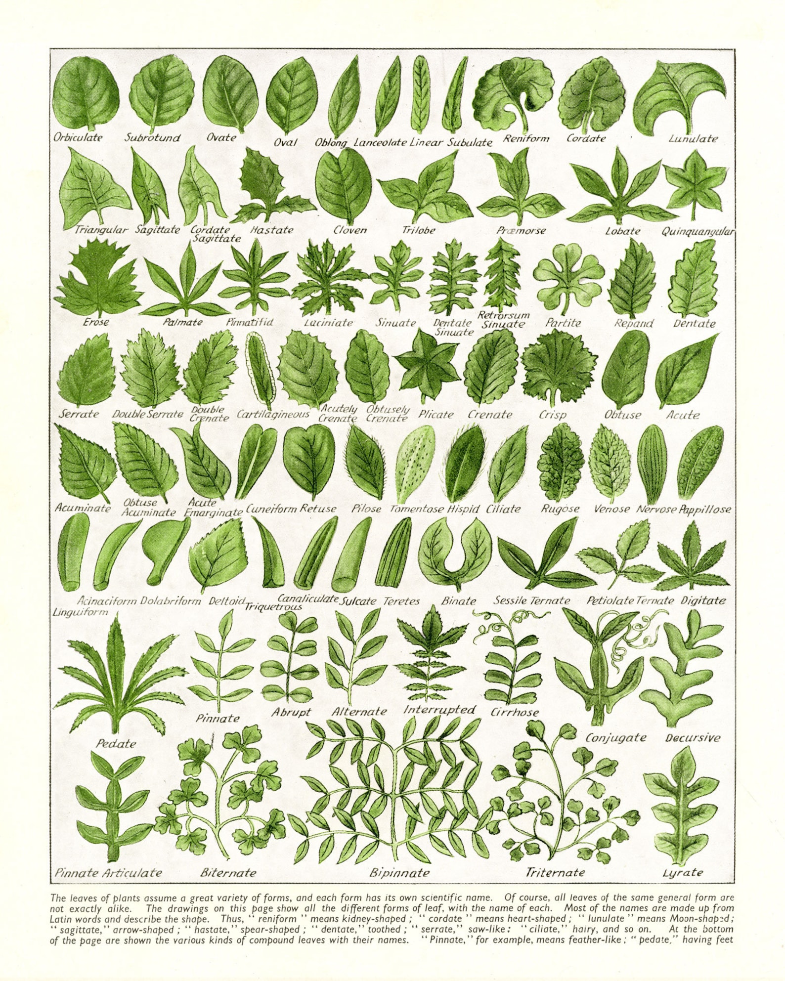 Leaf Shapes Chart Poster Morphology Diagram 5 Sizes - Etsy Canada