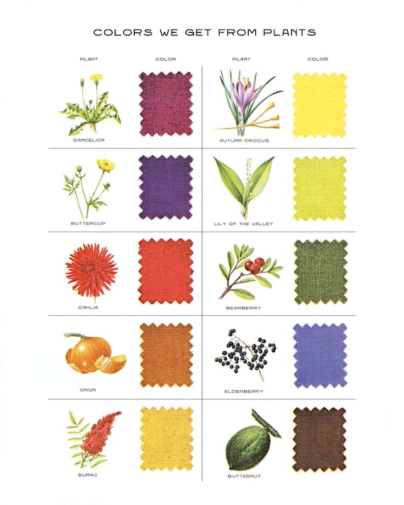 Natural Dyes Color Chart Vintage Plant Color Print 8X10 Print Color Theory  Plants Pigment Flowers Diagram Fabric Dying -  Canada