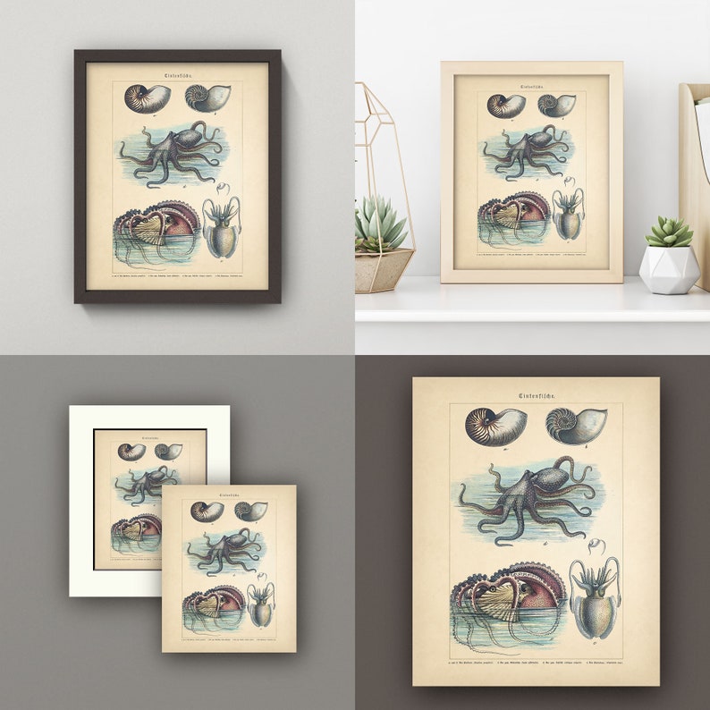 Octopus Print Antique German Octopus Chart 4 Sizes - Etsy