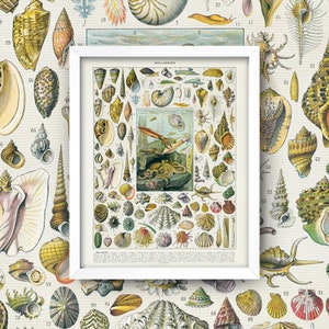 Antique Aquatic Life Print • Vintage Ocean Life Chart • 5 Sizes! • Mollusks Seashells Octopus Squid Sea Anemone Bathroom Art