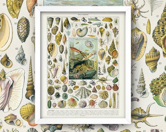 Antique Aquatic Life Print • Vintage Ocean Life Chart • 5 Sizes! • Mollusks Seashells Octopus Squid Sea Anemone Bathroom Art