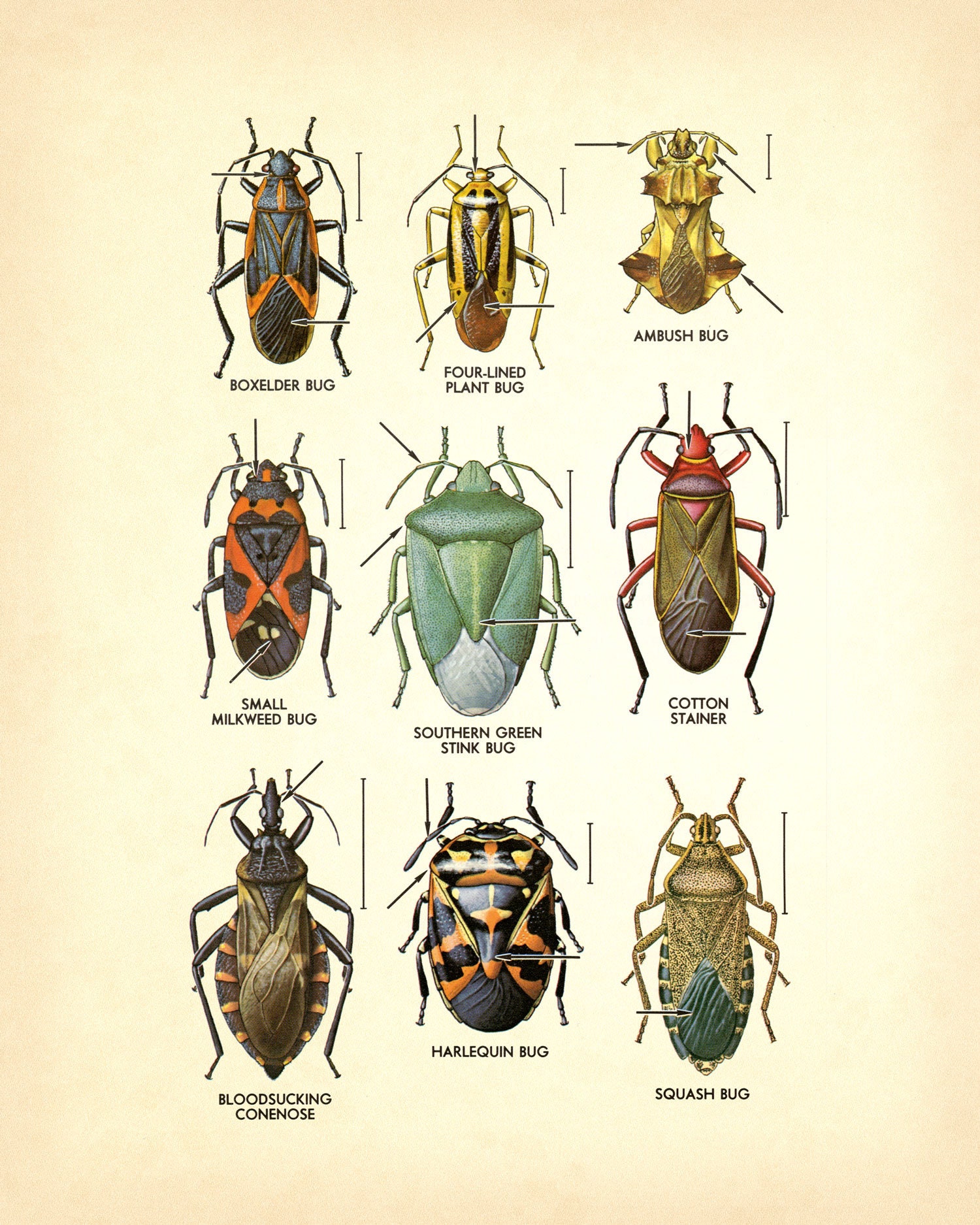 Beetles Diptych • Vintage Insect Charts • Individually or Buy as a Set ...