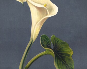 【希少】ヴィンテージ　1948 Calla Lily Leaf トレイ il_340x270.2927507867_fyva.jpg