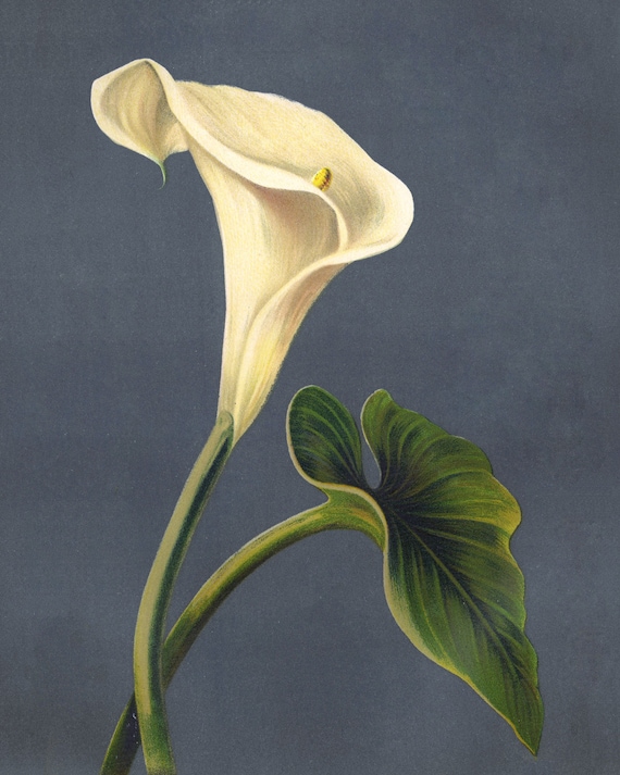Antique Calla Lily Print • Vintage Arum Lily Wall Art • 4 Sizes