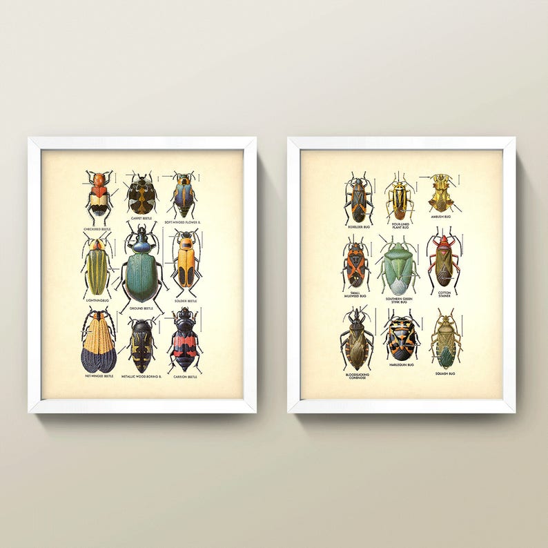 Beetles Print Wall Art Set • 2 8x10 Prints • High Quality Giclée Print ...