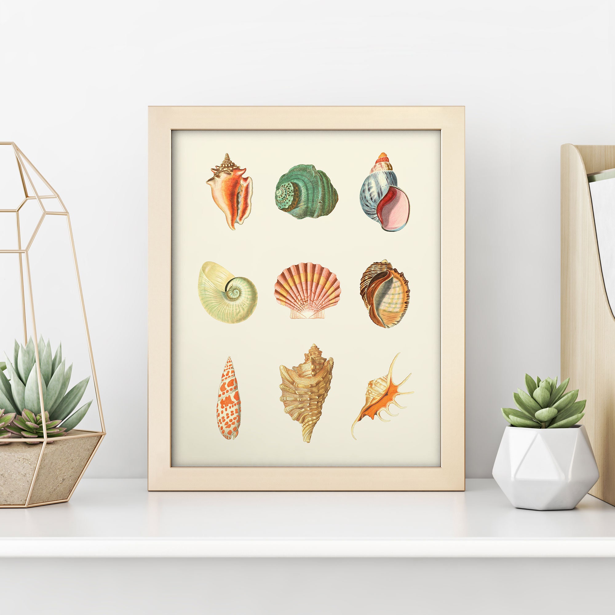 Shells - Classic Natural History Prints - Dance, S. Peter