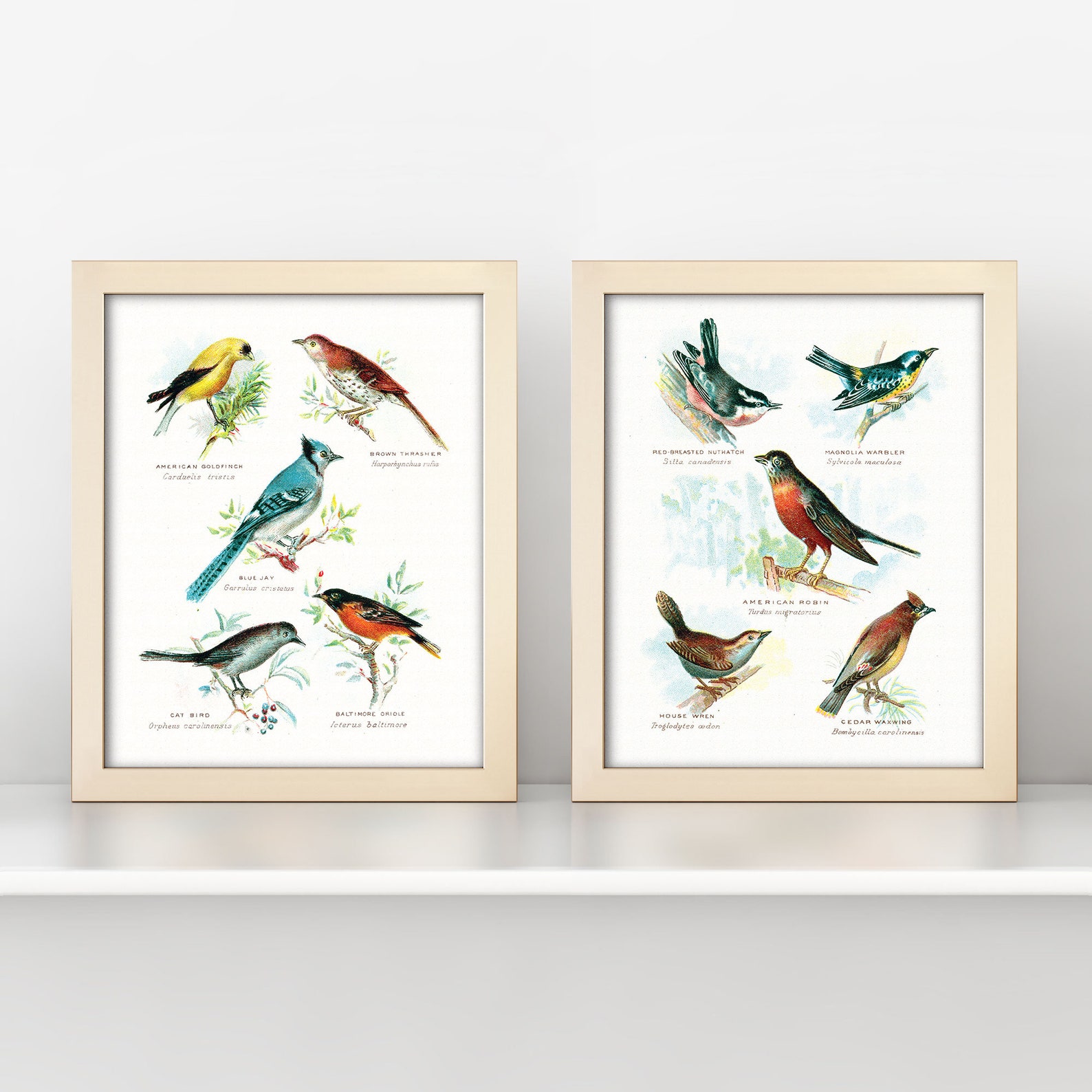 Vintage Birds Print Set Antique Bird Wall Art Set of 2 Etsy