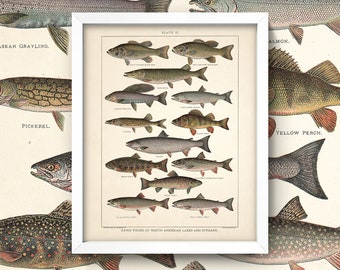 Game Fish Print • Antique Freshwater Fish Art • 4 Sizes! • Vintage Fishing Wall Art • Bass Trout Steelhead Lakes Streams Outdoor Sports