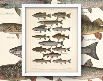 Game Fish Print • Antique Freshwater Fish Art • 3 Sizes! • Vintage Fishing Wall Art • Bass Trout Steelhead Lakes Streams Outdoor Sports