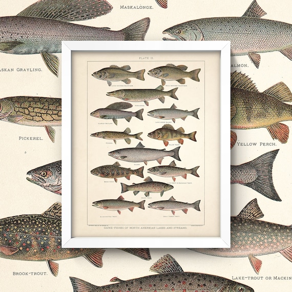 Game Fish Print Antique Freshwater Fish Art 4 Sizes Vintage Fishing Wall Art  Bass Trout Steelhead Lakes Streams Outdoor Sports -  Israel