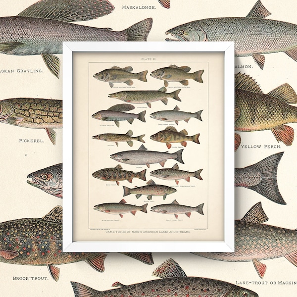 Game Fish Print • Antieke zoetwaterviskunst • 4 maten! • Vintage kunst aan de muur vissen • Bass forel Steelhead meren streams buitensporten