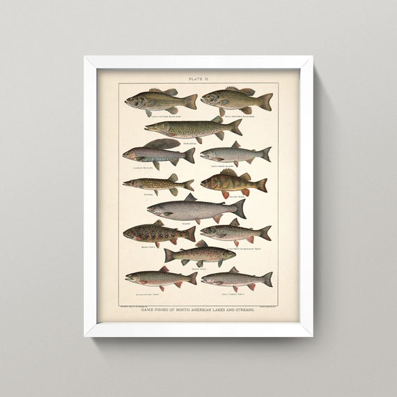 Game Fish Print • Antique Freshwater Fish Art • 3 Sizes Game Fish Print • Antique Freshwater Fish Art • 3 Sizes