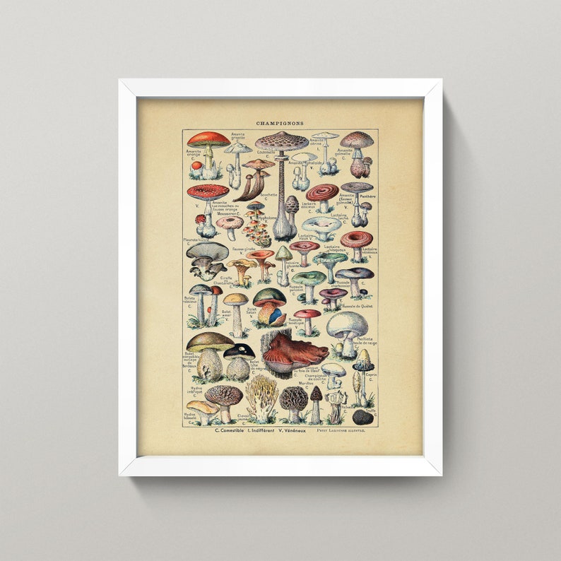 Op de afbeelding: Een vintage illustratie van verschillende soorten paddenstoelen, met Franse labels. De illustratie toont een verscheidenheid aan kleuren, waaronder rood, oranje, geel, bruin, wit en groen. De paddenstoelen zijn realistisch afgebeeld, met gedetailleerde tekeningen van hun hoeden, stelen en lamellen.
