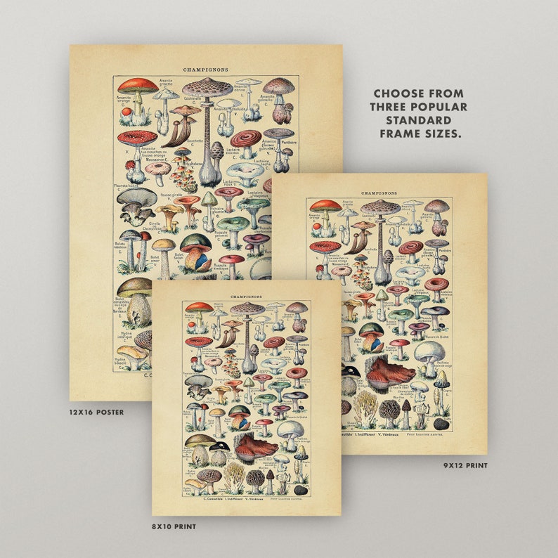 Op de afbeelding: Vintage botanische illustratie van verschillende paddenstoelen, met Latijnse namen en beschrijvingen. De afbeelding is cr&egrave;mekleurig met rode, bruine, witte en groene paddenstoelen. De titel van de illustratie is "CHAMPIGNONS".