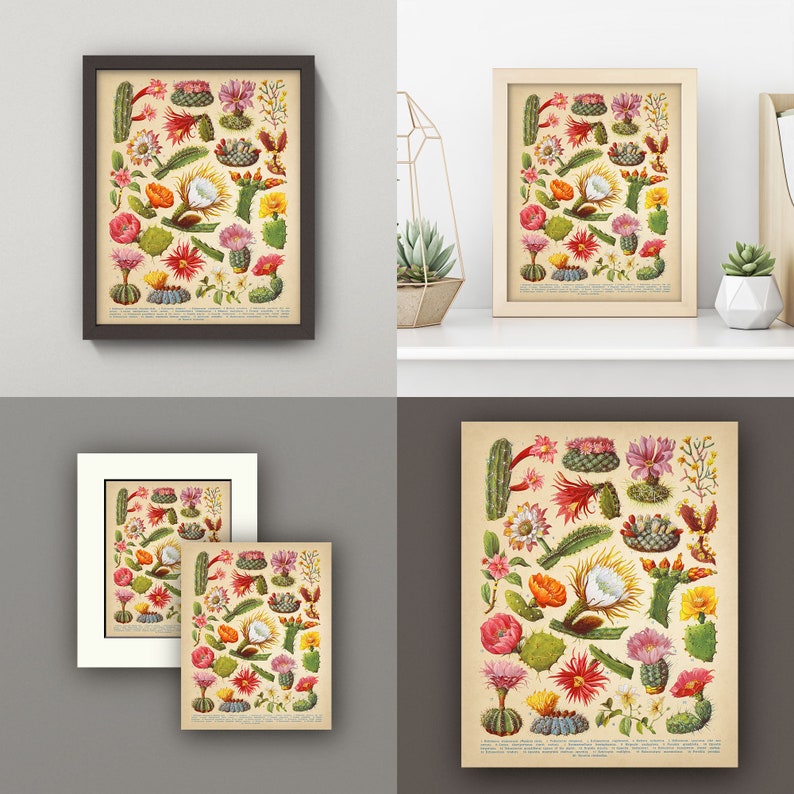 Cactus Blossoms Botanical Print Vintage Cactus Wall Art 5 Etsy