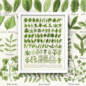 May include: A vintage botanical illustration chart showing different leaf shapes and arrangements. The chart is printed in black and white on a white background. The chart is titled "The forms of leaves" and includes the following terms: acute, emarginate, deltoid, trifoliate, pinnate, biternate, bipinnate, triternate, rugose, venose, ternate, petiolate, and conjugate.