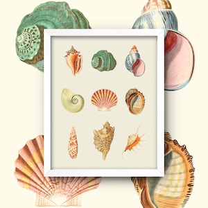 Vintage Shell Print • Antique Beach Shells Chart • 4 Sizes! • Vintage Seashell Diagram • Nautical Beach House Decor