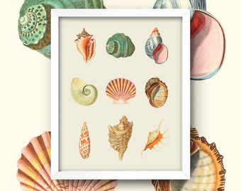 Vintage Shell Print • Antique Beach Shells Chart • 4 Sizes! • Vintage Seashell Diagram • Nautical Beach House Decor