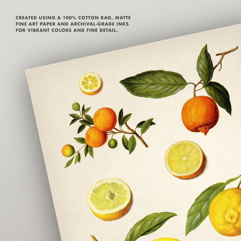 Citrus Fruit Print Vintage Fruit Botanical Art 8X10 Print Etsy