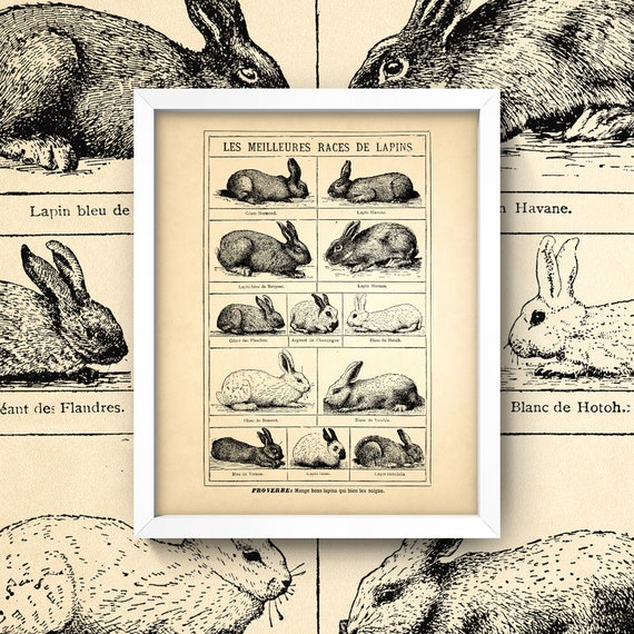 French Rabbits Print 