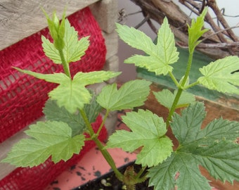 5 Cascade Hop Plants -- LIVE PLANTS -- Grow Your Own Beer! -- Start Your Own Hopyard!