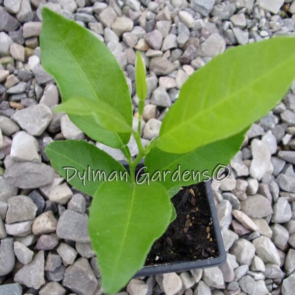 Lemon Tree Seedling, 4" to 6", Eureka, House plant, Patio plant, Fruit tree