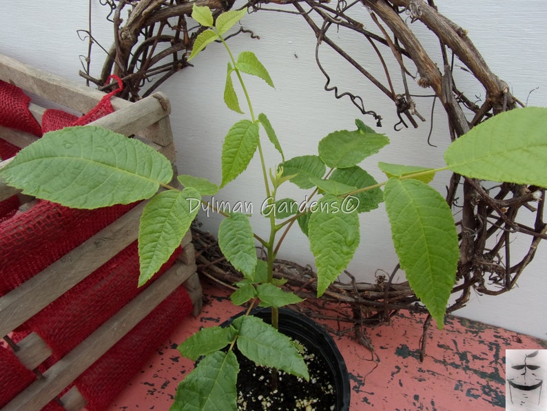 Nut tree Black Walnut Shade tree. 12 to 18 inches
