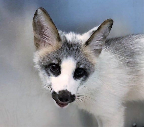 Fox Painting By Shio The Marble Fox Fox Art Work Red Fox Etsy