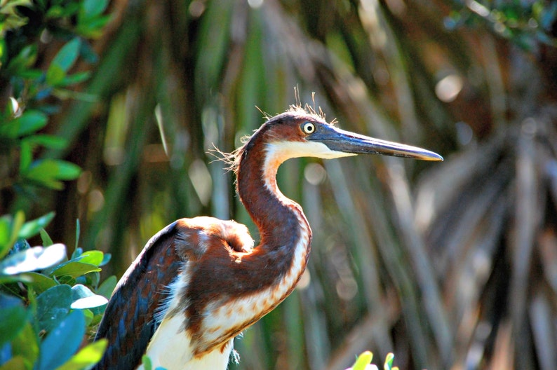 Printable Instant Download Heron Bird Picture Wallpaper or Background
