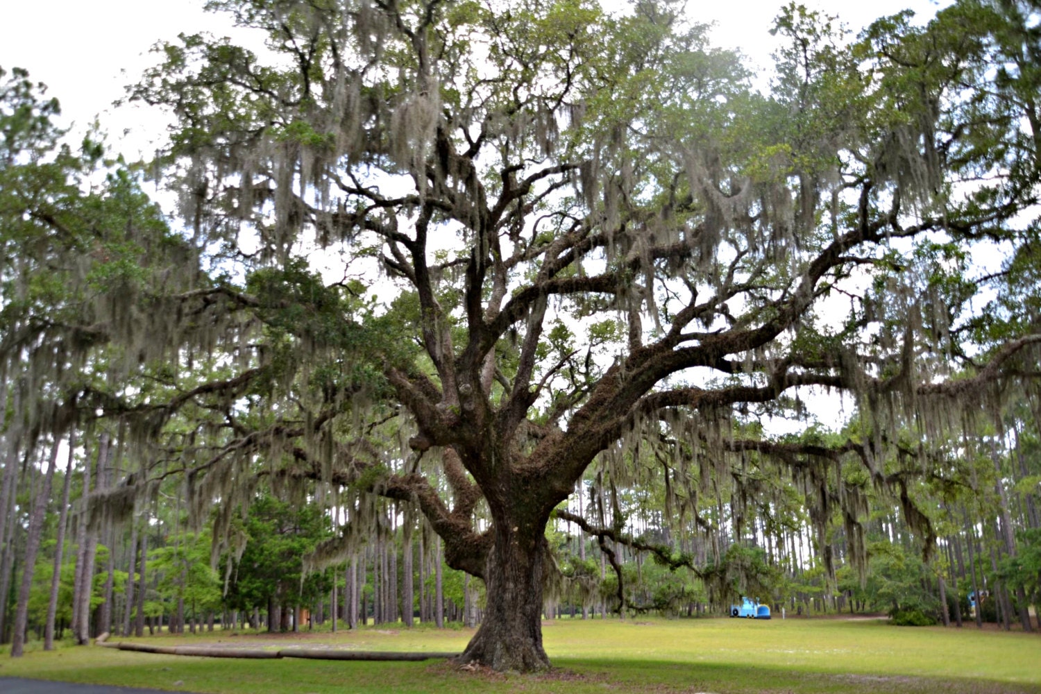 Instant Download Live Oak Tree with Moss Picture Wallpaper Etsy