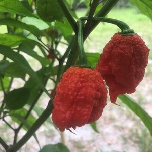 Carolina Reaper 100% Organic Capsicum Pepper Seeds World's Hottest Since 2013