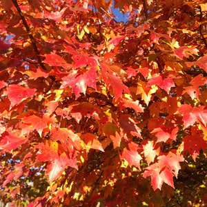 American Red Maple (Acer rubrum) Healthy Organic Live Tree