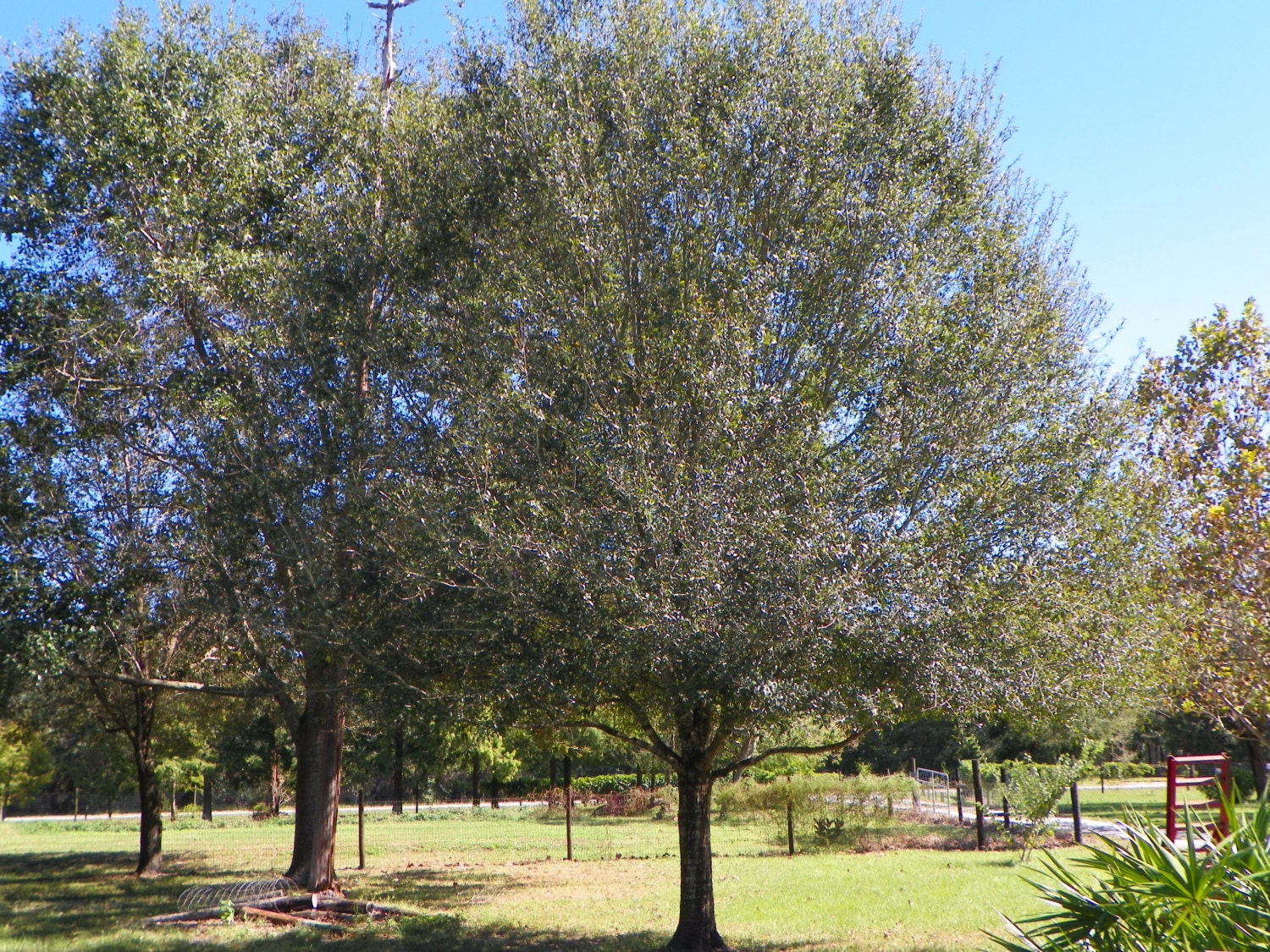 LAUREL OAK quercus Laurifolia 6 Live Seedlings Guaranteed | Etsy