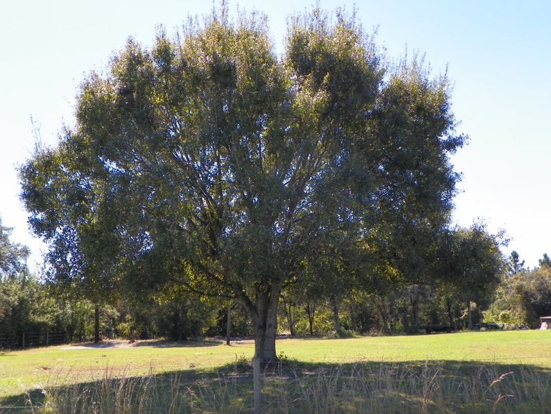 LAUREL OAK quercus Laurifolia 6 Live Seedlings Guaranteed - Etsy