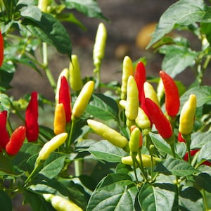 Florida Grove Pepper Seeds Super Hot Florida Firecracker Wild Grove Pepper Great For Hot Sauce Perennial Pepper Plant